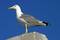 Free Seagull Standing And Watching Stock Image - 61481