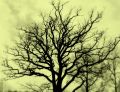 Free Tree Silhuette Sepia Stock Photo - 600060