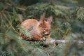 Free Squirrel Royalty Free Stock Photos - 601318