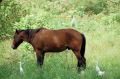Free Horse And Egret Royalty Free Stock Photography - 602417