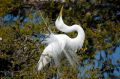 Free Common Egret Stock Photography - 602732