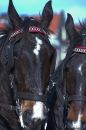 Free Horses Close-up Royalty Free Stock Image - 605176