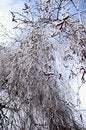 Free Hoar-frost And Blue Sky Royalty Free Stock Photo - 609135