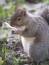 Free Squrrel And Fork Stock Photos - 602593