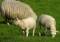 Free Grazing Family Of Sheep Stock Photos - 605173