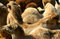 Free Cool Camels Royalty Free Stock Image - 608776