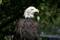 Free Bald Eagle Stock Images - 608784