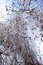 Free Hoar-frost And Blue Sky Royalty Free Stock Photo - 609135
