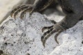 Free Closeup Of Claws Of Iguana Royalty Free Stock Image - 6006706