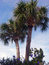 Free Two Palms Stock Photo - 6000230