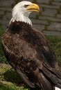 Free Bald Eagle Royalty Free Stock Photo - 6012845