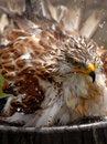 Free Ferruginous Rough-Legged Hawk Royalty Free Stock Images - 6013229