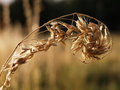 Free Grass Seeds Stock Photography - 6013882