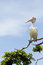 Free Bird On The Branch Stock Image - 6019991