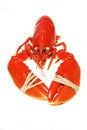 Free Lobster With Banded Claws Royalty Free Stock Photo - 6020925