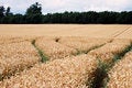 Free Wheat Crop Stock Photography - 6021902