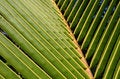 Free Closeup Of A Palm Frond Stock Photography - 6024522
