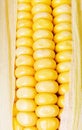 Free Crunchy Fresh Sweetcorn Royalty Free Stock Images - 6024709