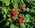 Free Blackberries Shrub Royalty Free Stock Photo - 6029115