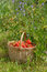 Free The Strawberries In The Basket Stock Photo - 6024340