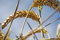 Free Grain With Blue Sky Stock Photos - 6025253
