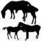 Free Horses Silhouettes Stock Photos - 6029573