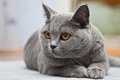 Free Cat Of The British Breed Stock Photography - 6036282