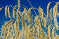 Free Wheat And Sky Stock Photo - 6040100
