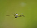 Free Water Striders On Water. Reflections In A Pond. Stock Photo - 6043360