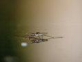 Free Water Striders On Water. Reflections In A Pond. Stock Photo - 6043390