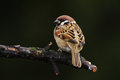 Free Tree Sparrow (Passer Montanus) Stock Images - 6045694