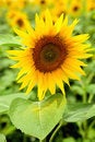 Free Sunflower With Pollen Royalty Free Stock Photo - 6049195