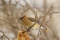 Free Wax Wing Bird Royalty Free Stock Photo - 6049385
