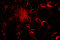 Free Red Spinning Design Royalty Free Stock Image - 6049966