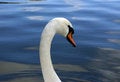 Free Swan1 - Droplet On Beak Royalty Free Stock Photography - 6059287