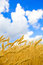 Free Background With Golden Wheat And Blue Sky Royalty Free Stock Image - 6050166