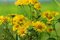 Free Yellow Wild Flower Stock Photography - 6051002
