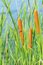 Free Cattail Stock Photos - 6051093