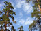 Free Pines On A Background Of The Sky. Stock Photography - 6054262