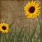 Free Background With Sunflowers Royalty Free Stock Photo - 6058385