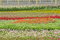Free Flower Land Royalty Free Stock Images - 6061079