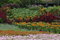Free Flower Land Royalty Free Stock Photography - 6061287