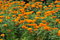 Free Flower Land Royalty Free Stock Images - 6061289