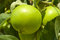 Free Edible Delight Royalty Free Stock Photos - 6061368