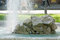 Free Water Fountain Stock Photos - 6064243