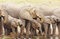 Free Group Of Elephants Drinking Water Stock Images - 6068544