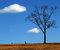 Free Tombstones Under A Tree Royalty Free Stock Photo - 6069515