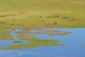 Free Bayanbulak Grassland Royalty Free Stock Photography - 6070737