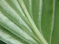 Free Leaf Veins Royalty Free Stock Images - 6072919