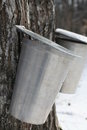 Free Collecting Sap Royalty Free Stock Image - 6073386